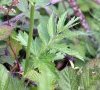 Feuille caulinaire