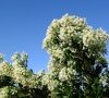 Inflorescence © ET