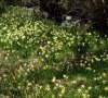 milieu