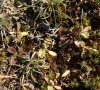 Plantule