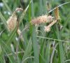 inflorescence