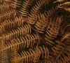 Plante en automne © ET