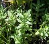 plante entière dans son milieu