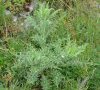 jeune plante entière