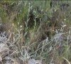 plantes entières