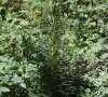plante entière