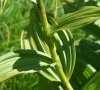 feuilles alternes détail