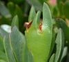 fruit