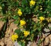 (anciennement subsp leiocarpa)