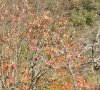 Couleurs d'automne