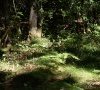 milieu