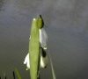 spathe