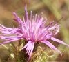 fleur
