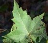 feuille de face