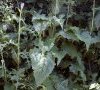 Feuilles caulinaires