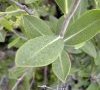 feuille caulinaire