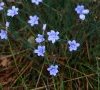 Fleurs © ET