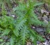 jeune plante entière