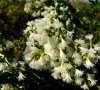 Fleurs © ET