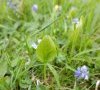 Plante entière © ET