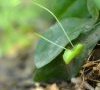 plante entière avec racine