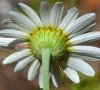 bractées du calice détail