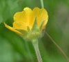 Fleur