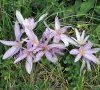 fleurs