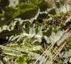 feuille basale