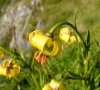 Fleurs © ET