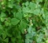 les feuilles ne sont pas toujours maculées