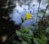 Fleur © ET