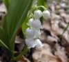 inflorescence