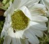 fleur