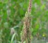 inflorescence
