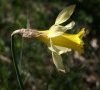 fleur