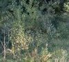 milieu