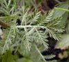 feuille caulinaire