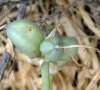fruits