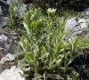 plante entière