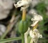 jeune fruit