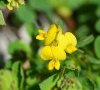 (anciennement subsp leiocarpa)
