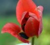 fleur