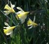 fleurs