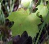 feuille