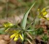 inflorescence DB