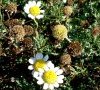calices en fleurs et en fruits