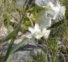 inflorescence