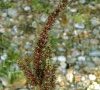 inflorescence