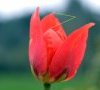 fleur différence pétale et tépale